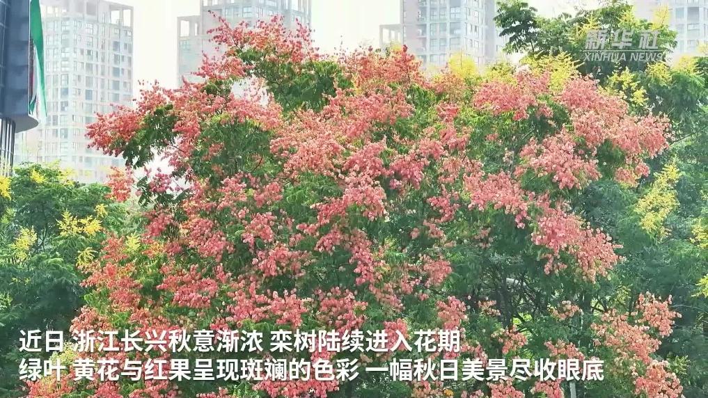 浙江长兴：栾树花开 秋色如画