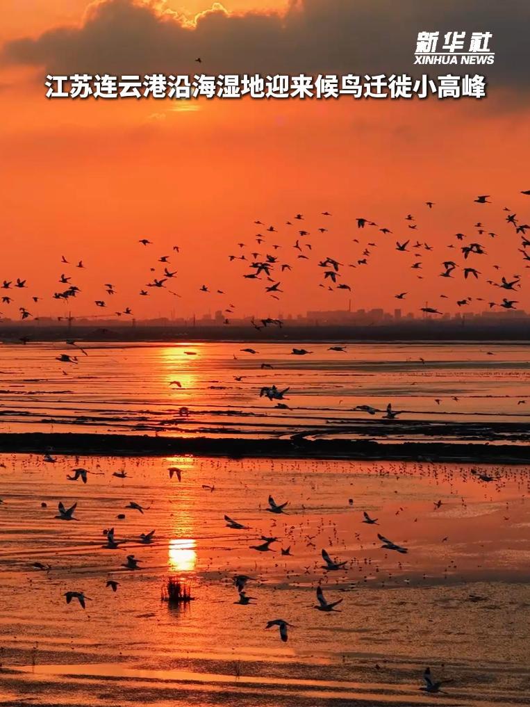 秀我中国｜江苏连云港沿海湿地迎来候鸟迁徙小高峰