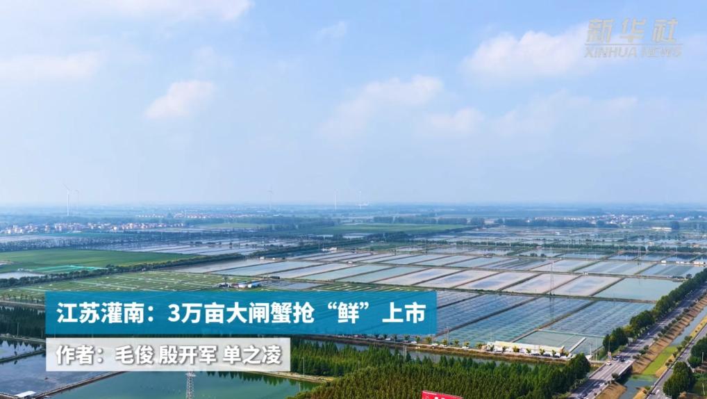 江苏灌南：3万亩大闸蟹抢“鲜”上市