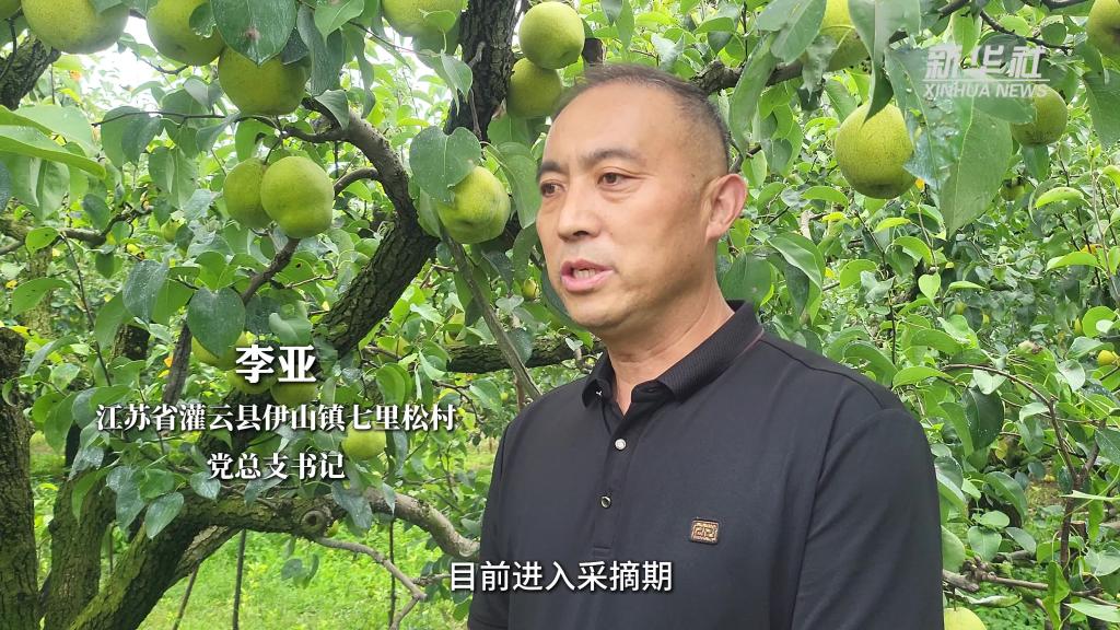 江苏灌云：酥梨丰收采摘忙